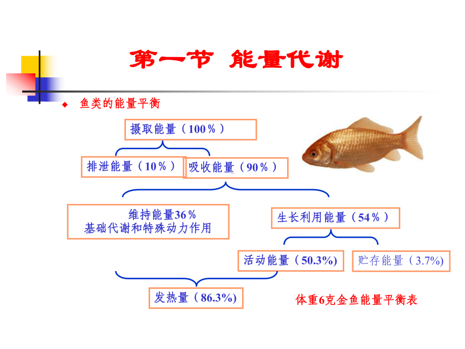 动物生理学8能量代谢与体温调节课件.ppt_第3页