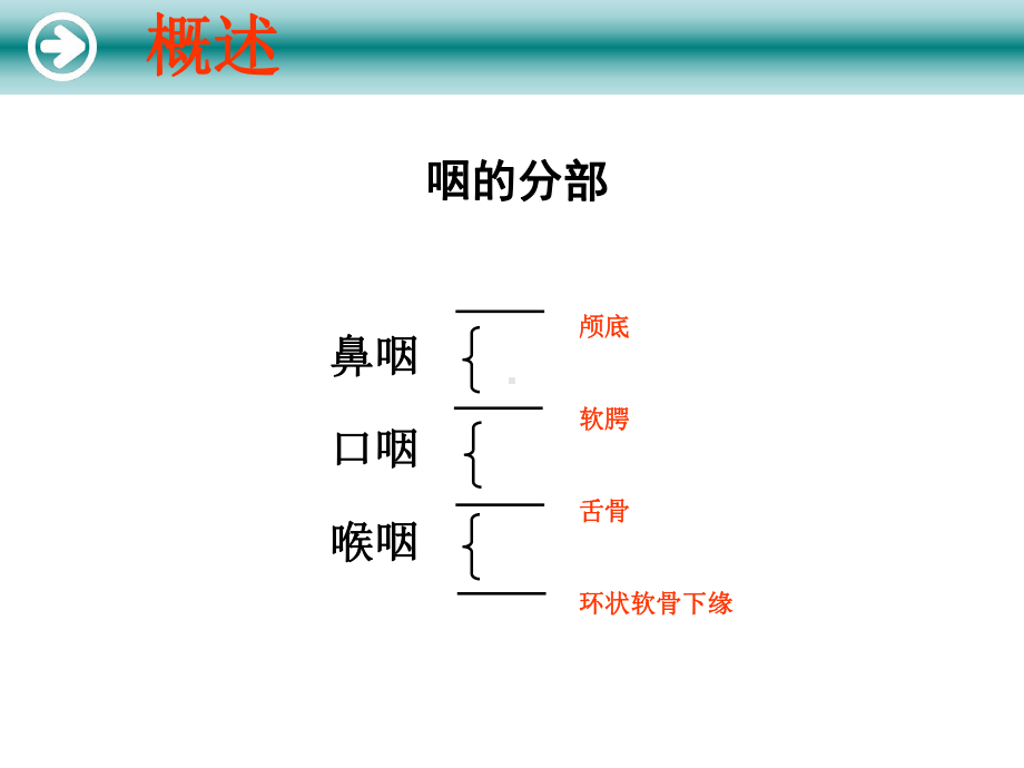 咽的解剖及生理课件.ppt_第2页