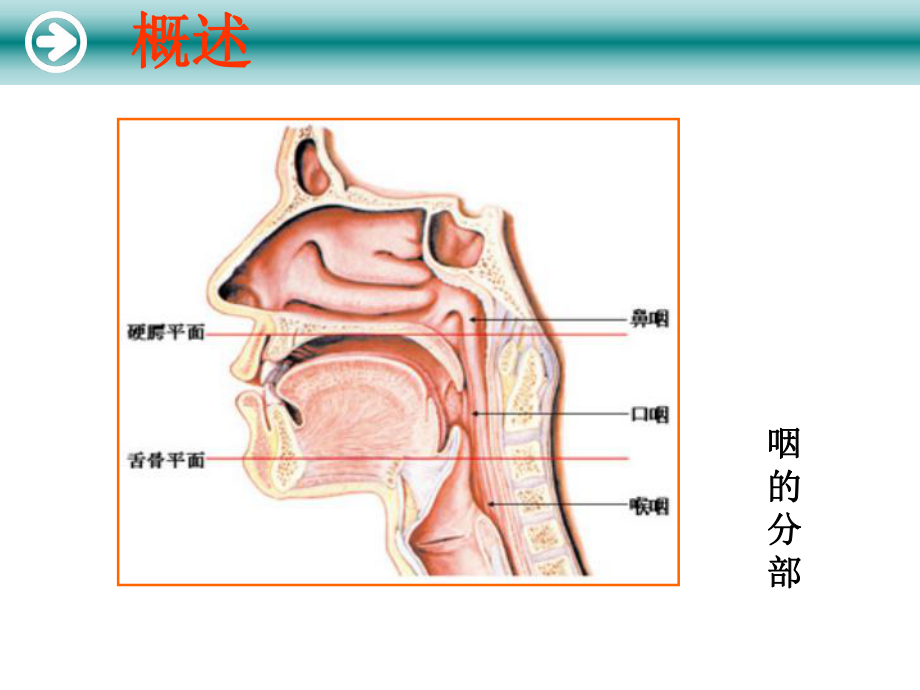 咽的解剖及生理课件.ppt_第3页