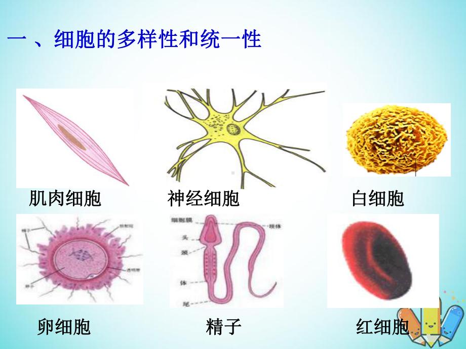 云南省峨山彝族自治县高中生物第一章走近细胞12细胞的多样性和统一性课件5新人教版必修1.ppt_第2页