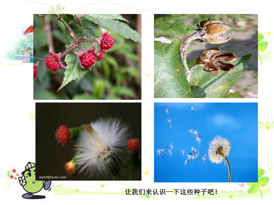 认识植物散播种子的其他方式wangxiaowei课件.ppt_第3页