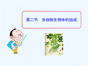 多细胞生物体的组成课件.ppt