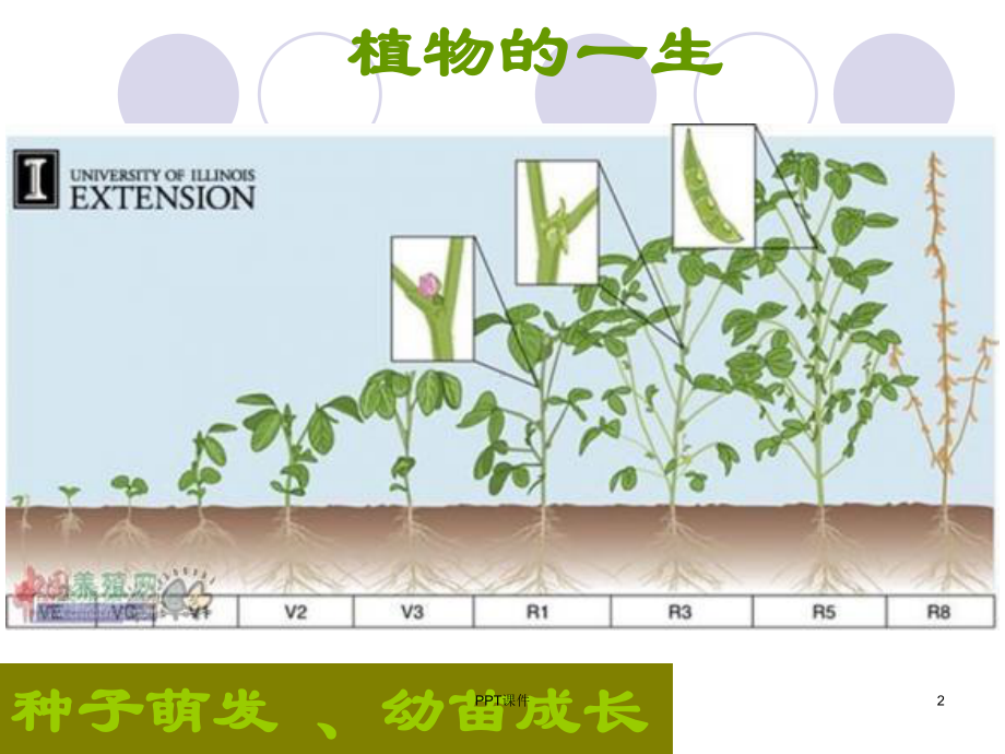 植物的果实课件.ppt_第2页