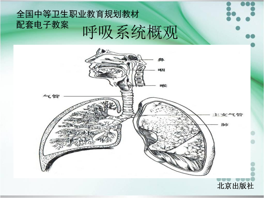 第六章-呼吸系统-解剖学基础中职课件.ppt_第3页