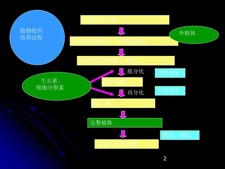 第七章-植物快速繁殖和脱毒[练习]课件.ppt_第2页