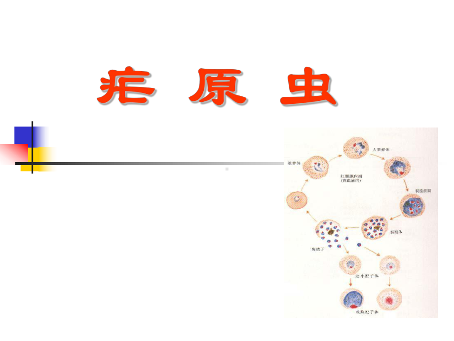 疟原虫教学课件.ppt_第1页