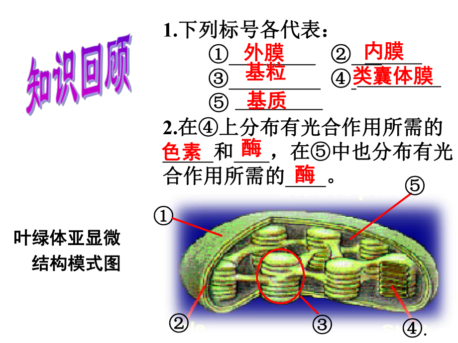 光合作用的基本过程课件.ppt_第2页