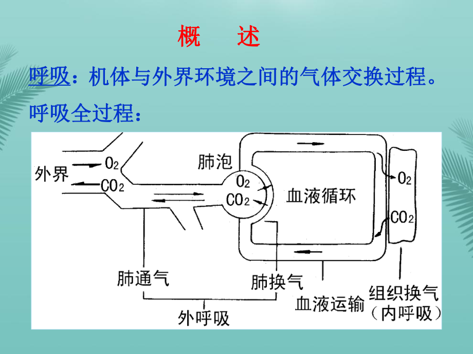 正常人体功能呼吸最全资料课件.pptx_第1页