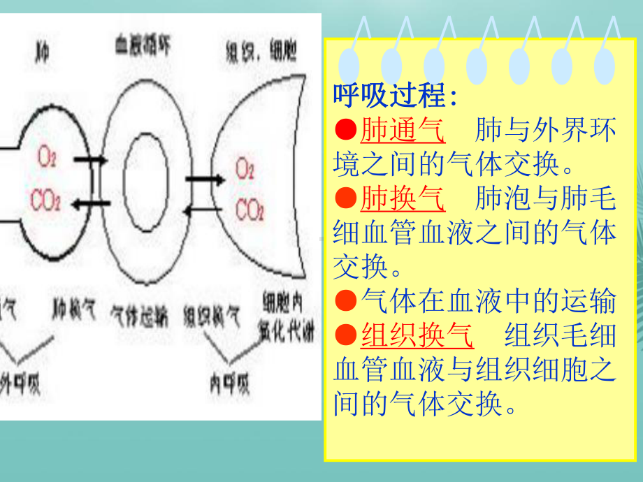 正常人体功能呼吸最全资料课件.pptx_第2页