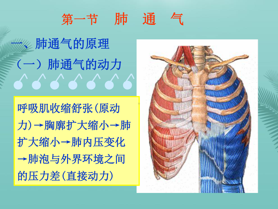 正常人体功能呼吸最全资料课件.pptx_第3页