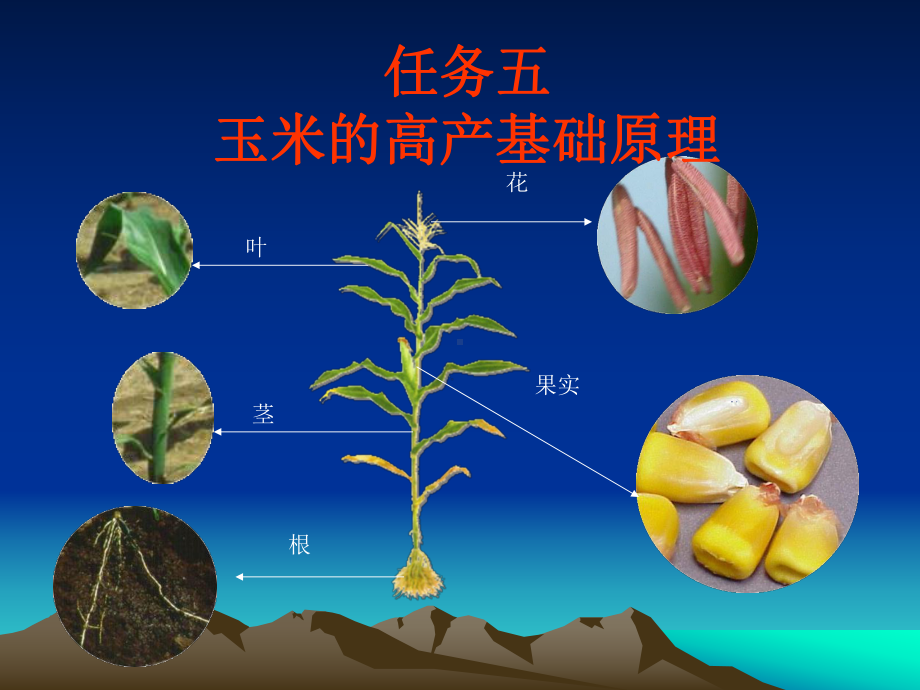 玉米的种类及提高产量的方法课件.ppt_第1页