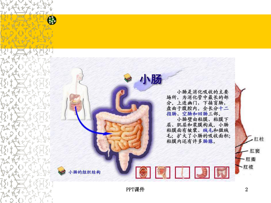 外科护理学-肠疾病病人的护理课件.ppt_第2页