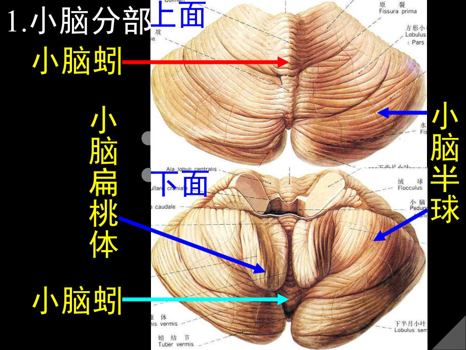 小脑分部课件.ppt_第1页