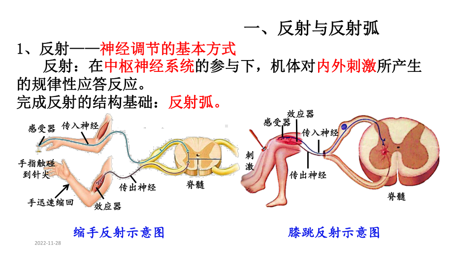 神经调节的基本方式课件-（新教材）人教版高中生物选择性必修1.pptx_第3页