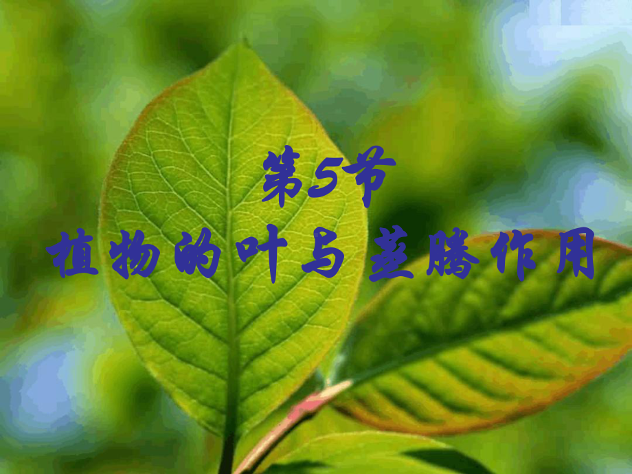 八下45植物的叶与蒸腾作用浙教版教材课件.ppt_第1页