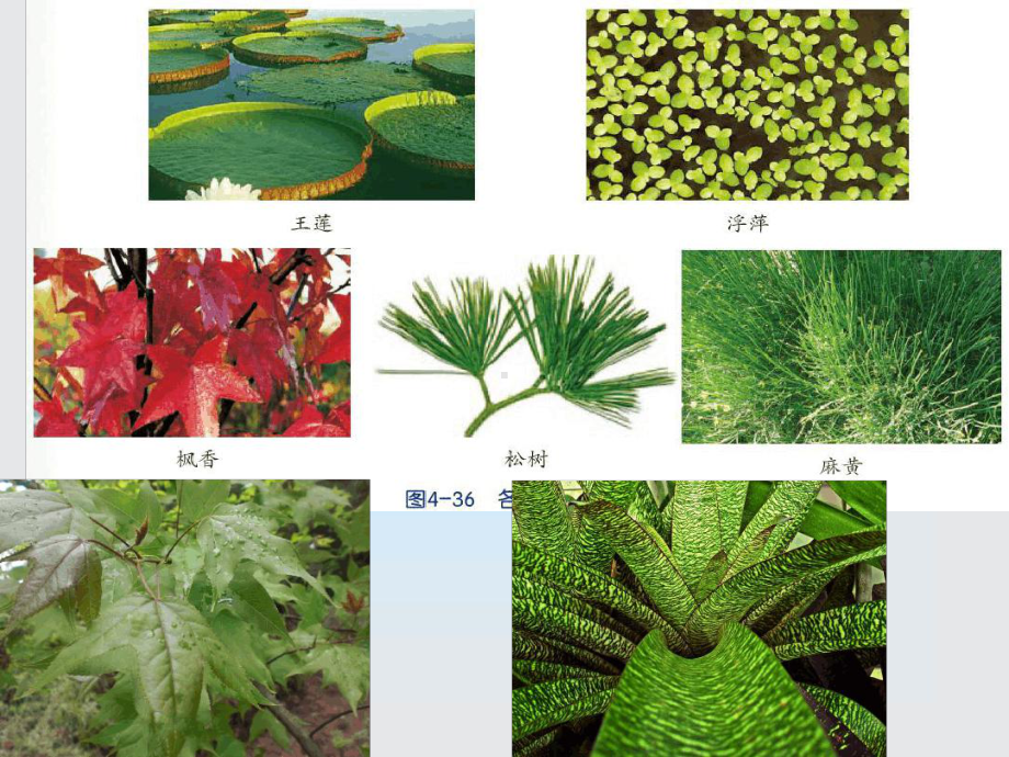 八下45植物的叶与蒸腾作用浙教版教材课件.ppt_第2页