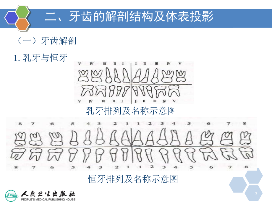 口腔X线检查课件.ppt_第3页