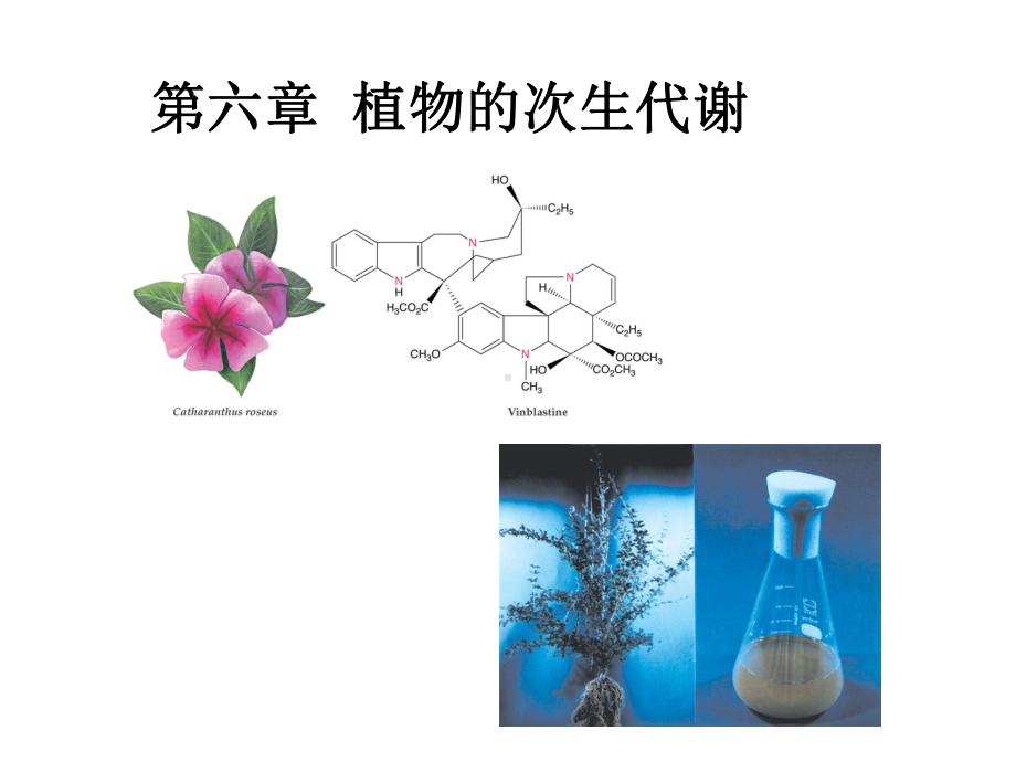 植物生理学-第六章-植物的次生代谢课件.ppt_第1页