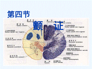 中医内科学-第四节颤证课件.ppt