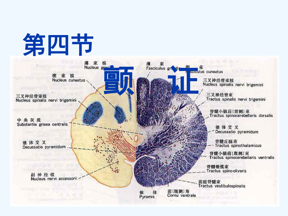 中医内科学-第四节颤证课件.ppt_第1页