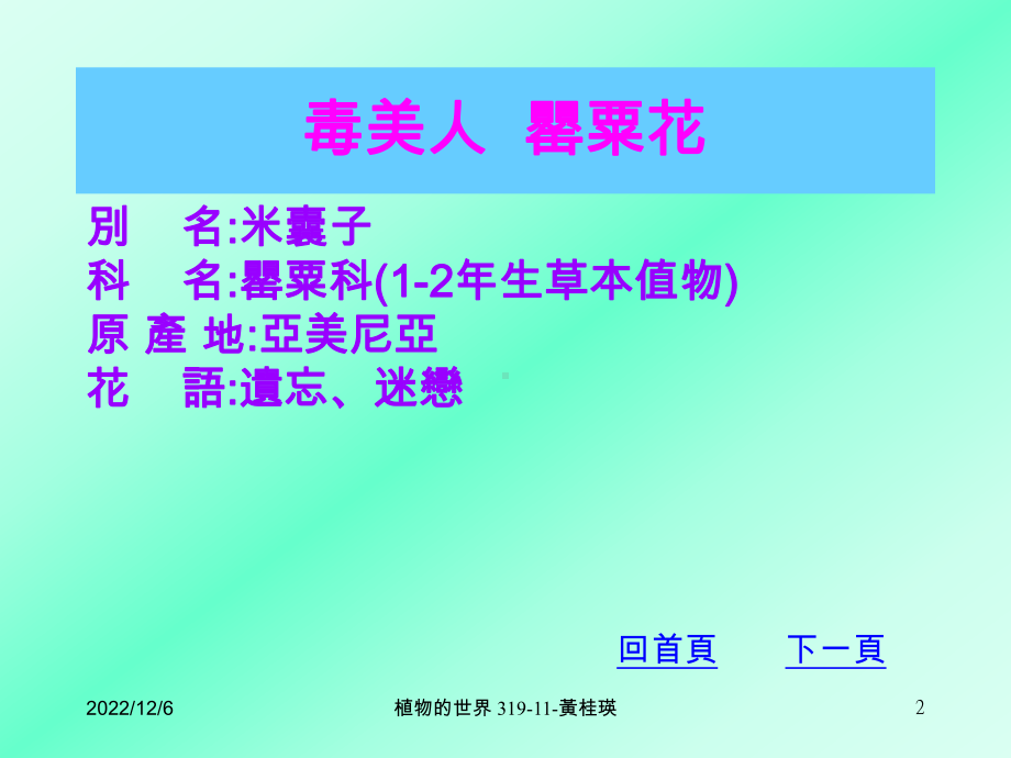 毒美人罂粟花课件.ppt_第2页