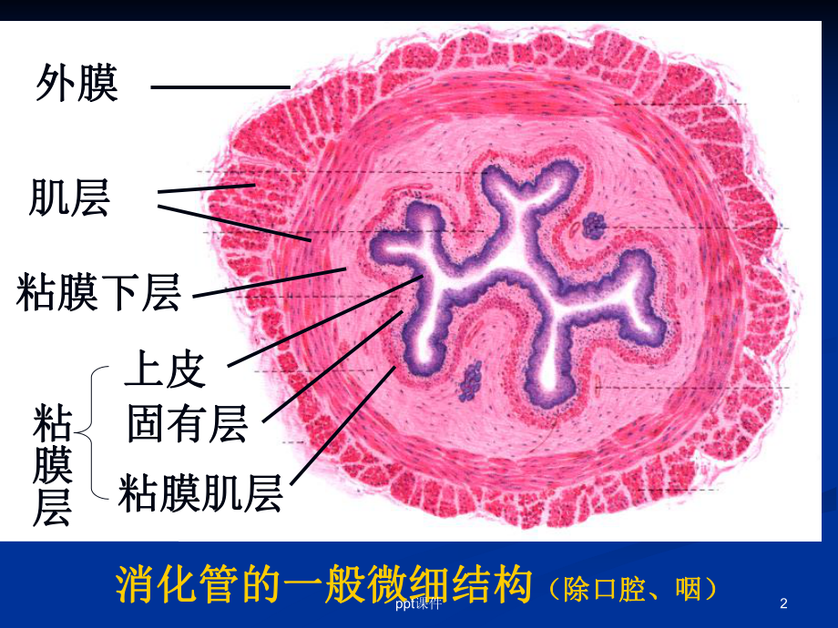 消化管的微细结构课件.ppt_第2页