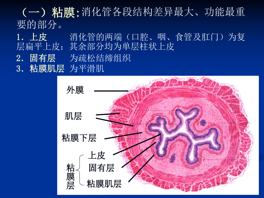 消化管的微细结构课件.ppt_第3页