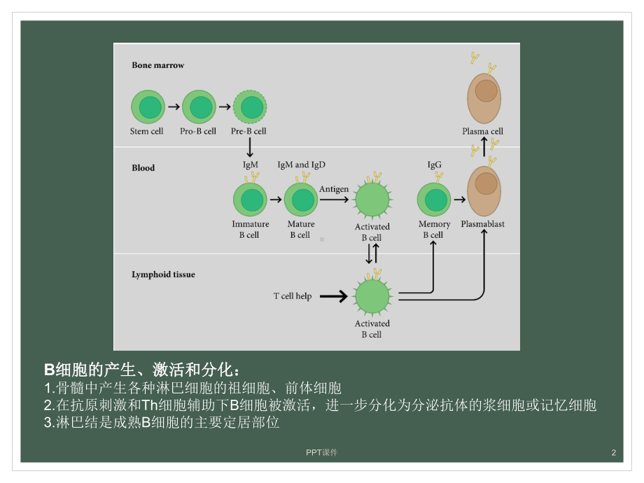 美罗华(利妥昔单抗)课件.ppt_第2页