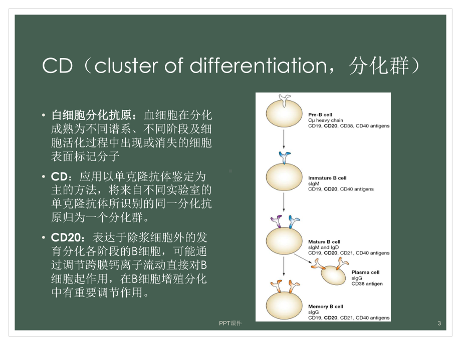 美罗华(利妥昔单抗)课件.ppt_第3页