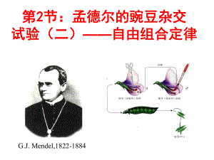 分离定律和自由组合定律课件.ppt