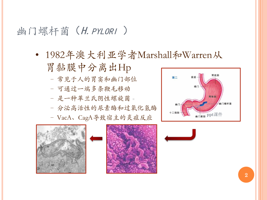 幽门螺旋杆菌分型检测课件.ppt_第2页