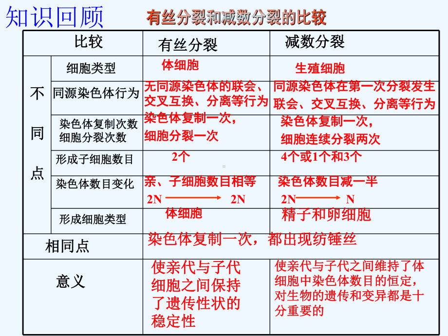 有丝分裂何减数分裂的图形对比课件.ppt_第3页