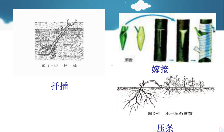 高中生物植物的组织培养技术31菊花的组织培养课件1新人教版选修1.ppt_第3页