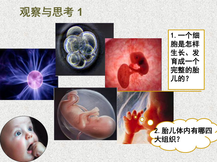 细胞周期与有丝分裂课件.ppt_第2页