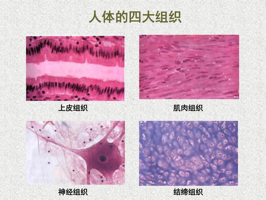 细胞周期与有丝分裂课件.ppt_第3页