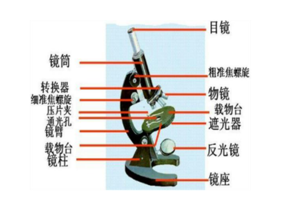 洋葱表皮细胞的制作和观察课件.ppt_第3页