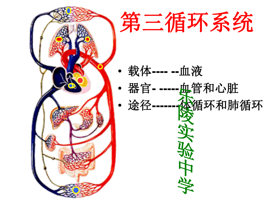 初中生物初三循环系统复习课件.ppt_第1页