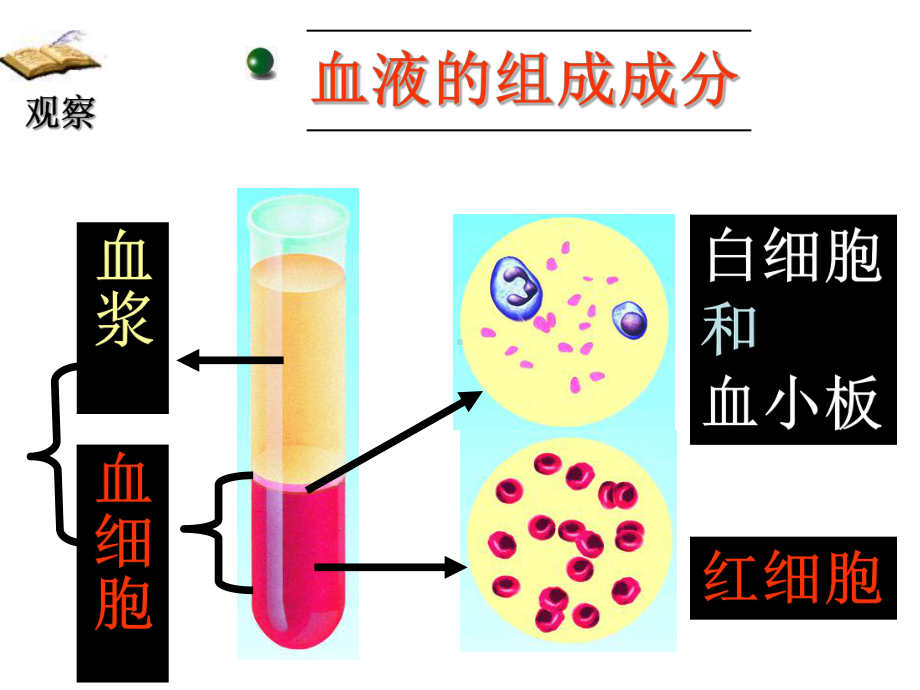 初中生物初三循环系统复习课件.ppt_第3页