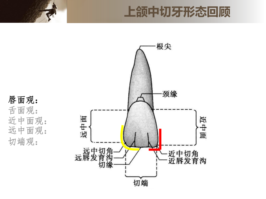 倍比雕刻上颌中切牙课件.ppt_第3页