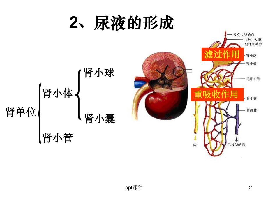 水盐平衡调节课件.ppt_第2页