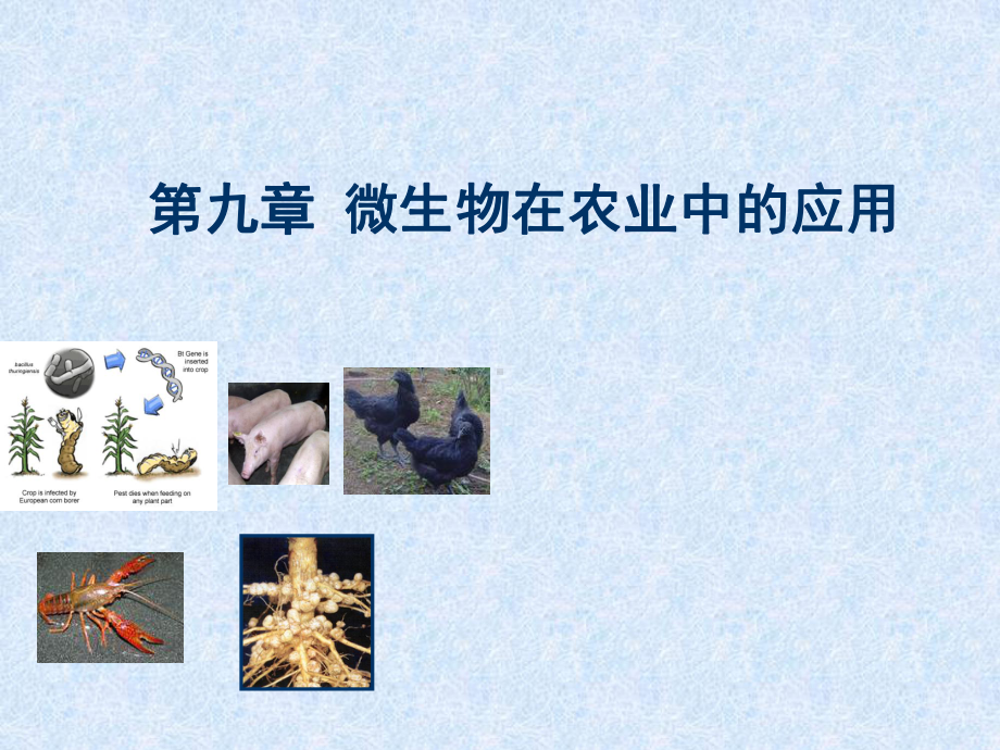 微生物在农业中的应用课件.ppt_第1页