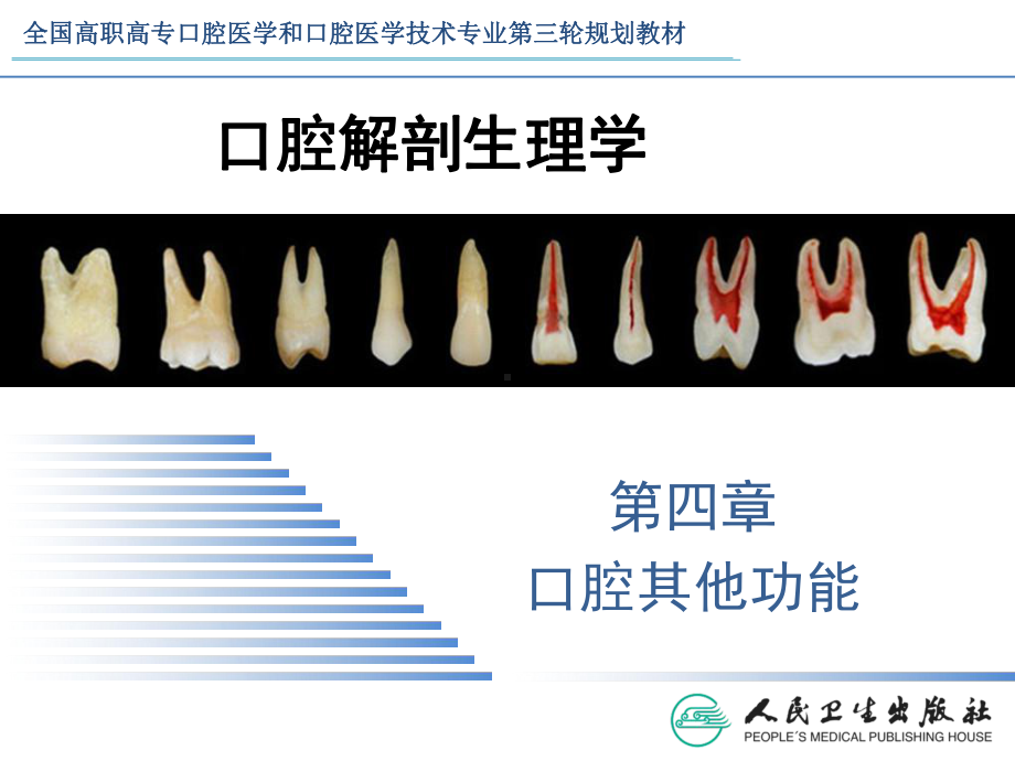 口腔解剖生理学-第4章口腔其他功能课件.ppt_第2页