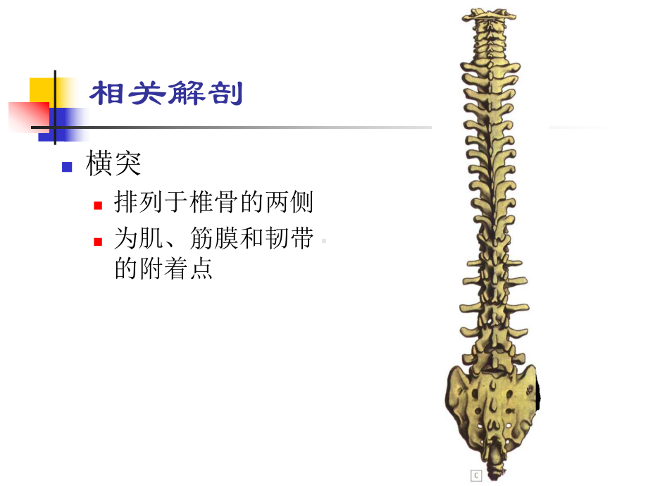 腰椎横突综合征课件.ppt_第2页