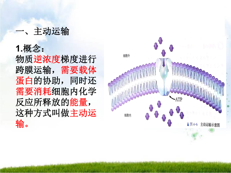 主动运输与胞吞、胞吐-（新教材）人教版高中生物课件.pptx_第2页