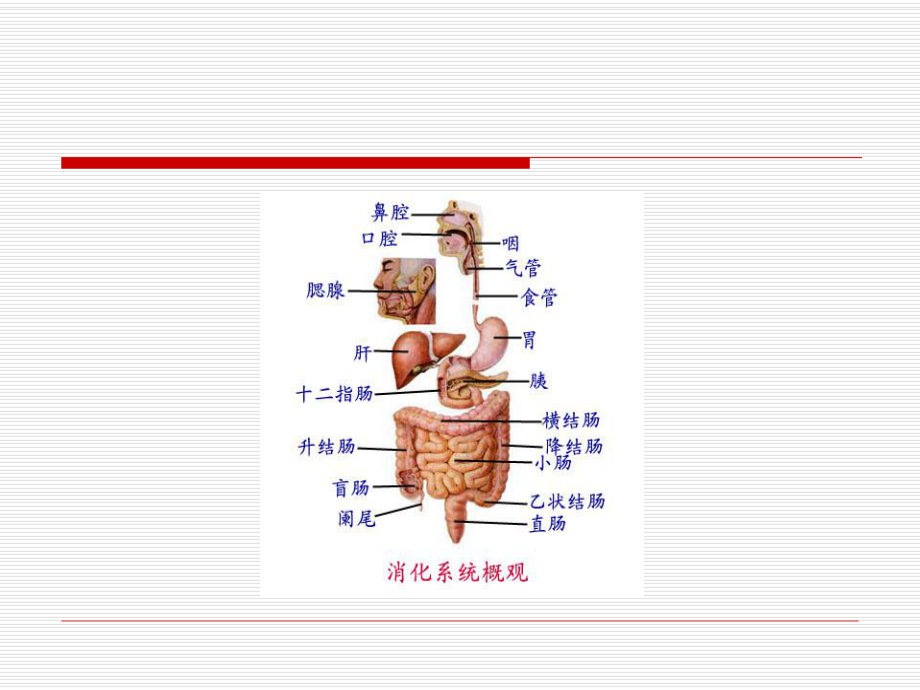 肝胰壶腹括约肌Oddi括约肌课件.ppt_第2页