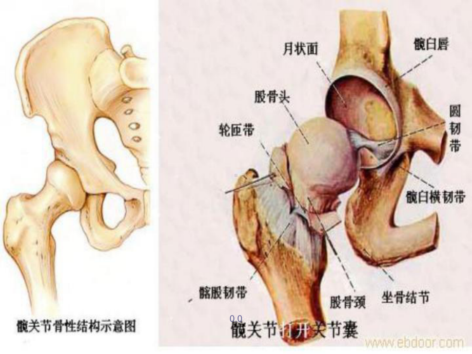 模板髋关节置换术后护理课件.ppt_第3页