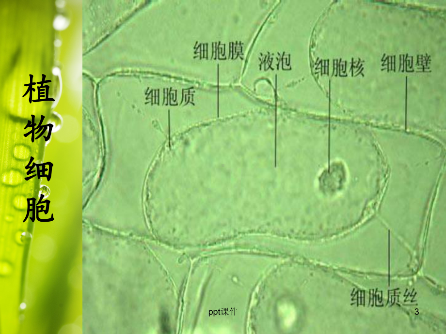 植物细胞质壁分离与复原观察课件.ppt_第3页