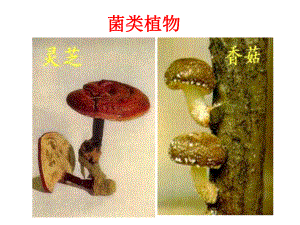 菌类植物课件.ppt