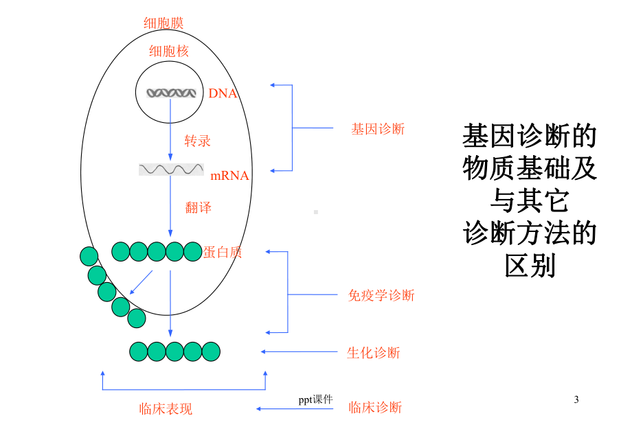 荧光定量PCR技术临床应用课件.ppt_第3页