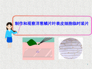 制作和观察洋葱鳞片叶表皮细胞临时装片课件.ppt